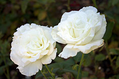 Photography of two white roses
