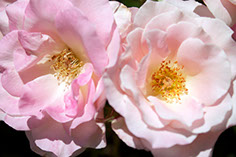 Photograph of two pink roses
