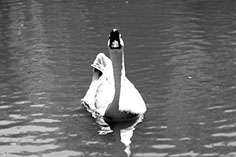 Photograph of a swan
