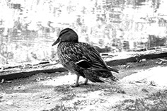 Photograph of a duck
