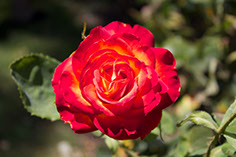 Photograph of a red rose