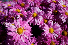 Photograph of pink flowers