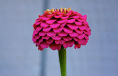 Photograph of a pink flower