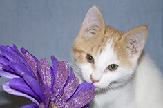 Photograph of a kitten biting a flower