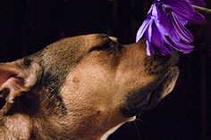 Photograph of a pit bull dog smelling a flower