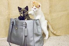 Photograph of two kittens playing in a purse