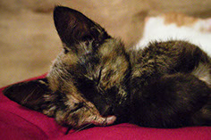 Photograph of a kitten sleeping