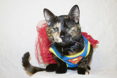 Photograph of a cat wearing a halloween costume