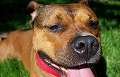 Photograph of a pit bull dog relaxing