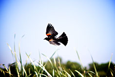 Photograph of a red winged black bird