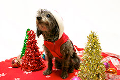 Photograph of a dog with christmas decorations