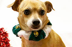 Photograph of a dog with Christmas decorations