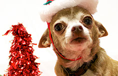 Photograph of a dog with Christmas decorations