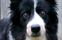 Photograph of a border collie dog