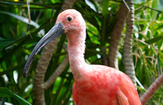 Photograph of a pink bird