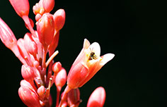 Photograph of an ant in a flower