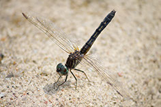 Photograph of a dragonfly