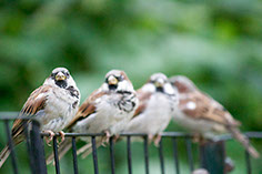 Photograph of birds sitting on a fence