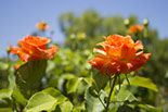 Photograph of two orange roses